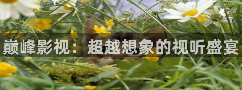 窝窝免费观看最新电视剧大全