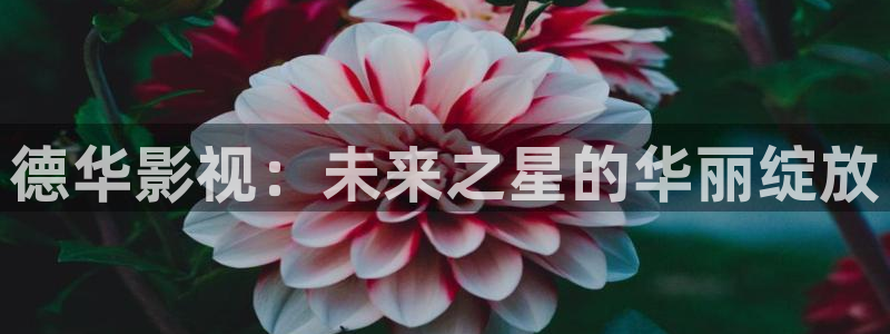 窝窝影院手机版在线观看