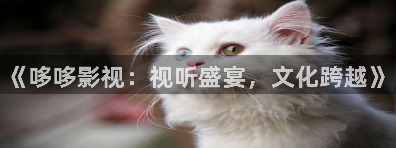 小窝窝电影
