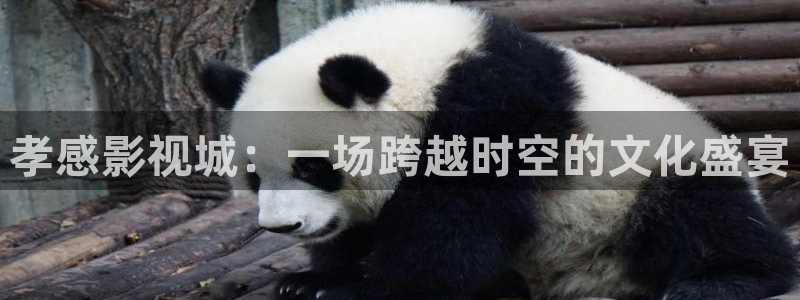 窝窝影院热门电视剧