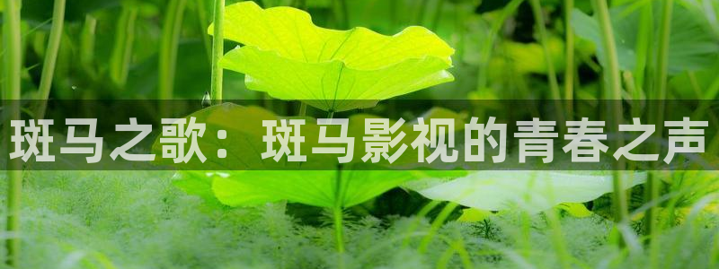 窝窝影视在线播放免费观看电视剧